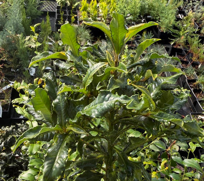 Ardisia crenata 'Adam's Curly'