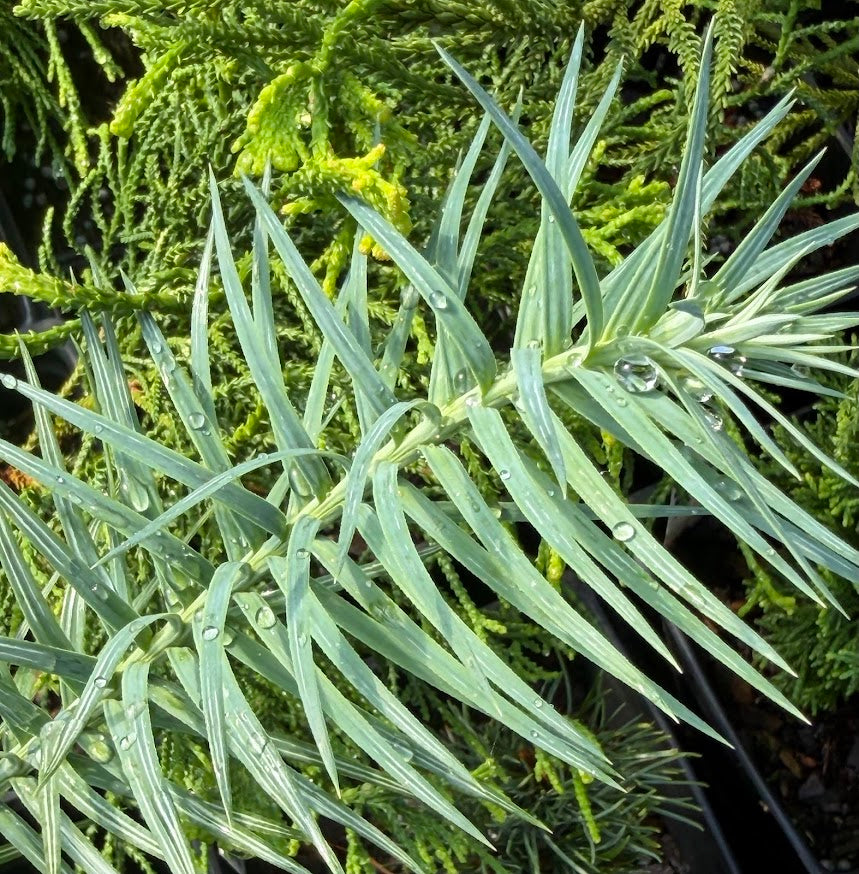 Cunninghamia konishii (ABG Blue)