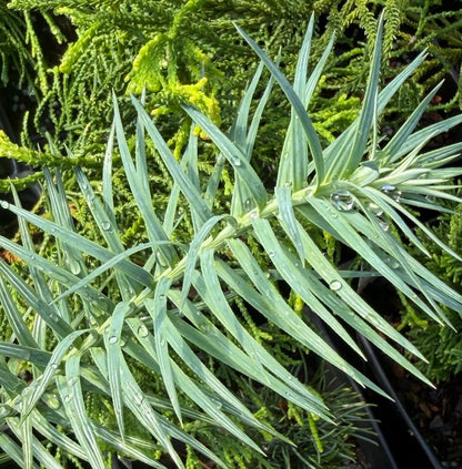 Cunninghamia konishii (ABG Blue)