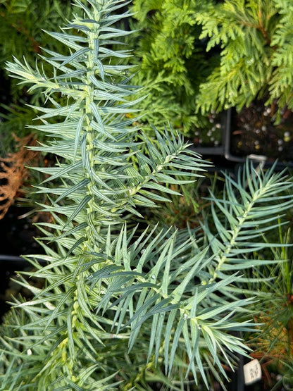 Cunninghamia konishii (ABG Blue)