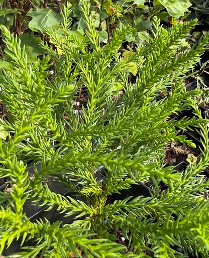 Cryptomeria 'Gold Post'