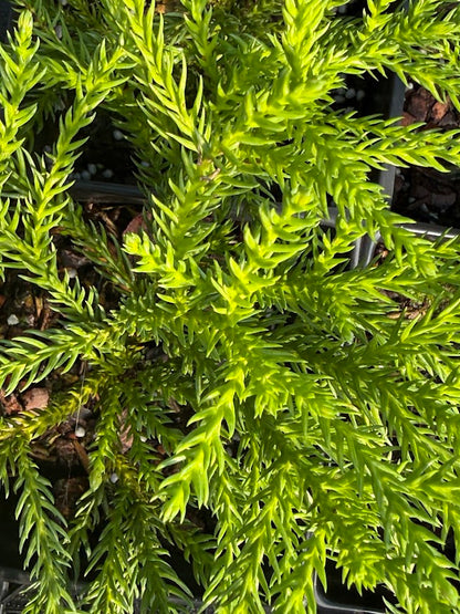 Cryptomeria 'Gold Post'