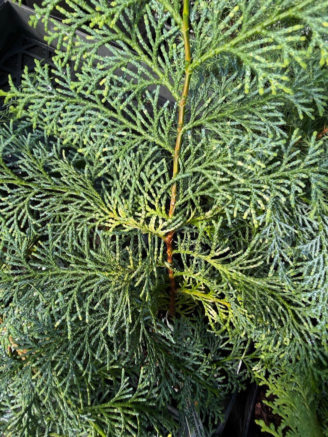 Chamaecyparis obtusa 'Special Variegated'