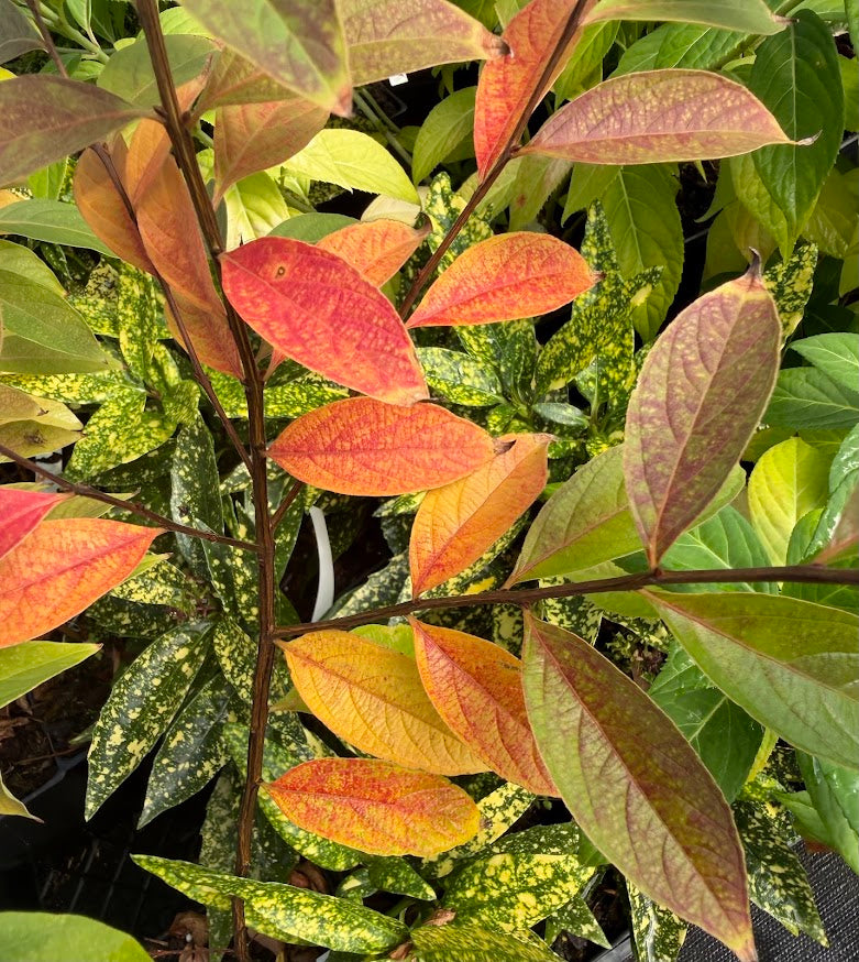Lagerstroemia excelsa