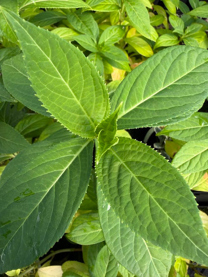 XDidrangea 'Dirrty Dancing' EXCLUSIVE NEW RELEASE!
