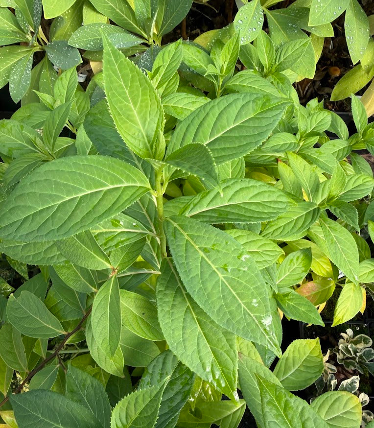 XDidrangea 'Dirrty Dancing' EXCLUSIVE NEW RELEASE!
