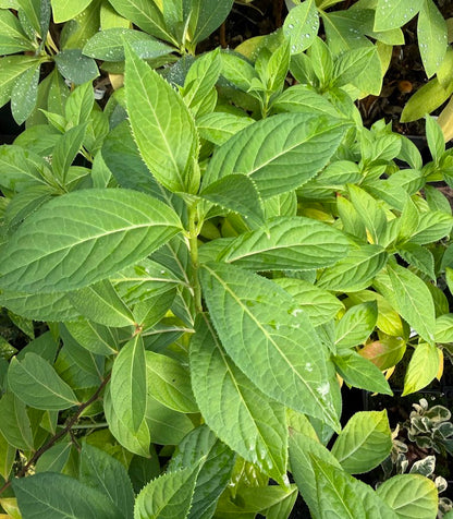 XDidrangea 'Dirrty Dancing' EXCLUSIVE NEW RELEASE!