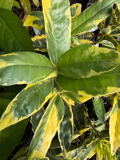 Aucuba japonica 'Eclipse'