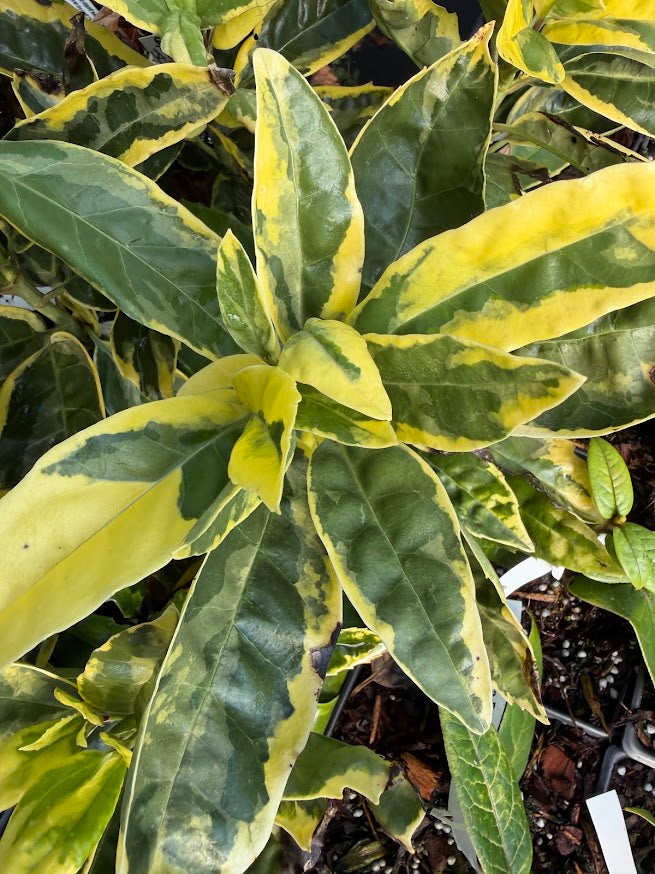 Aucuba japonica 'Eclipse'