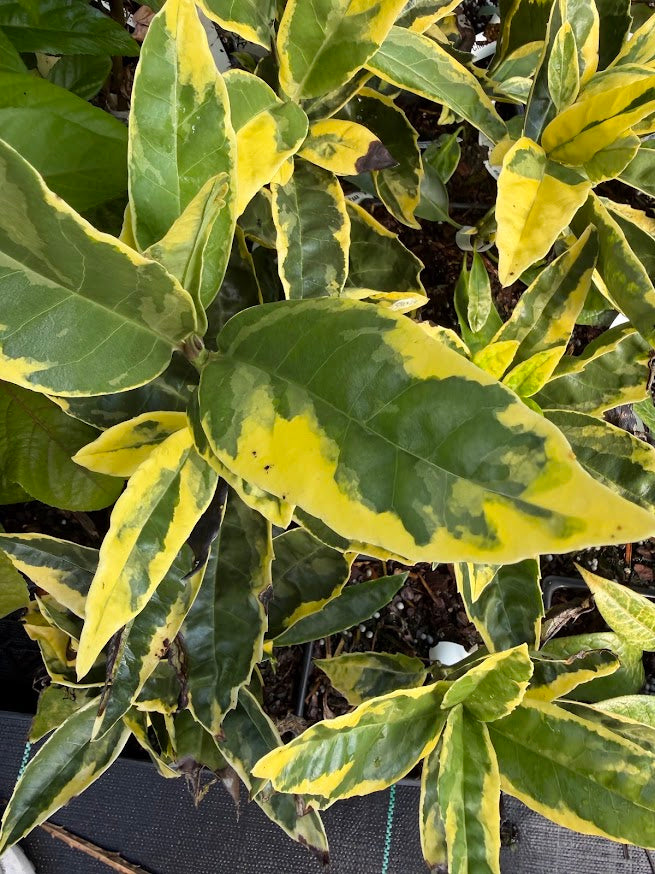 Aucuba japonica 'Eclipse'