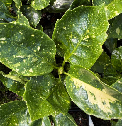 Aucuba japonica 'Peachy'