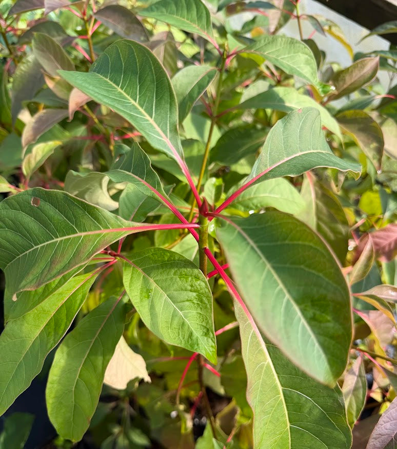 Emmenopterys henryi Flowering Tree  RARE!