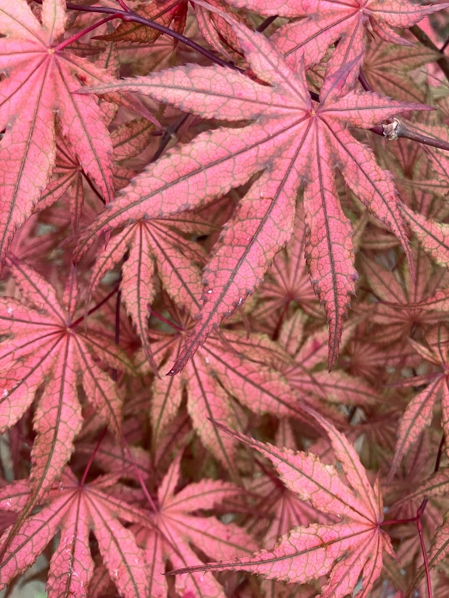 Acer palmatum 'Olsen's Frosted Strawberry'