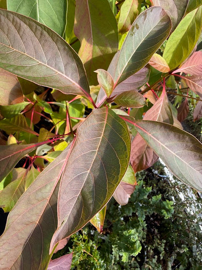 Emmenopterys henryi Flowering Tree  RARE!
