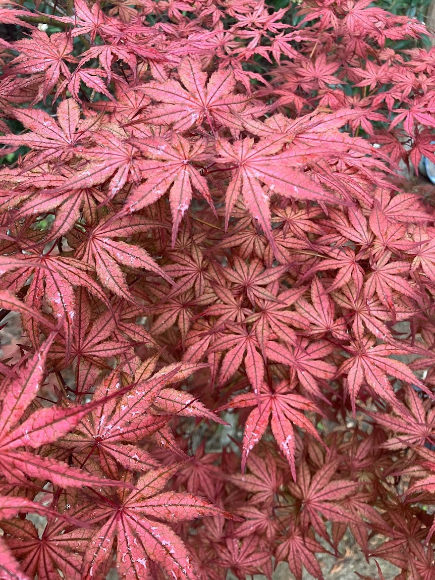 Acer palmatum 'Olsen's Frosted Strawberry'