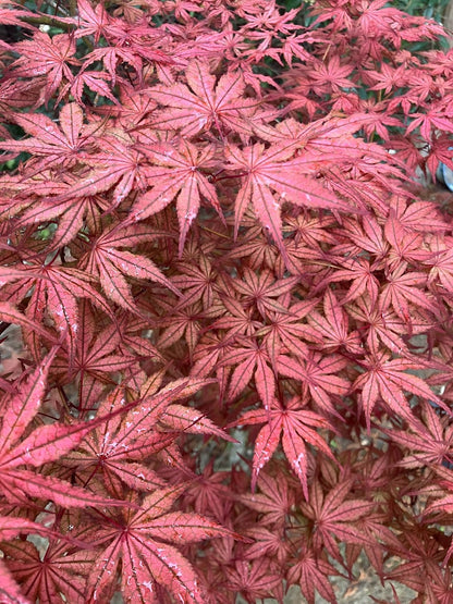 Acer palmatum 'Olsen's Frosted Strawberry'