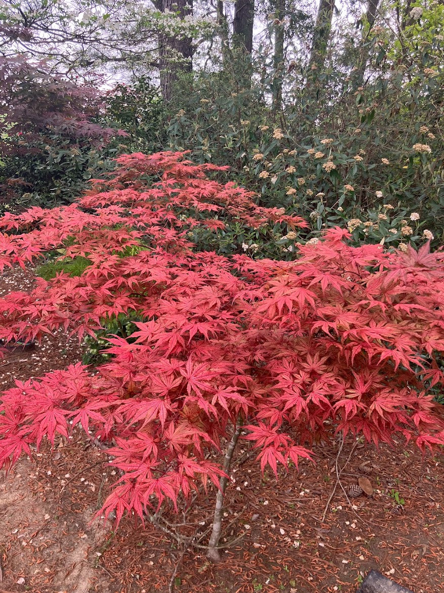 Acer palmatum 'Olsen's Frosted Strawberry'