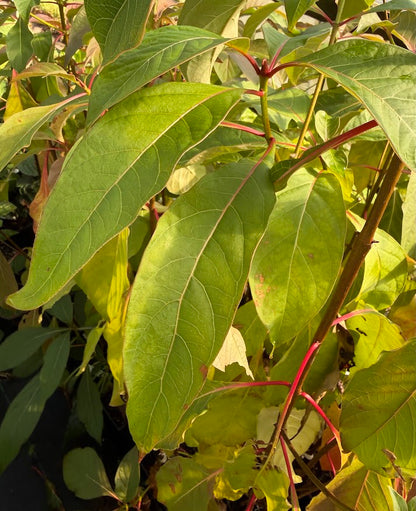 Emmenopterys henryi Flowering Tree  RARE!