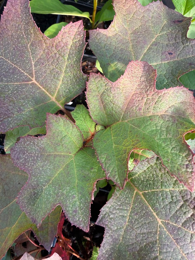 Hydrangea quercifolia 'Pee Wee'