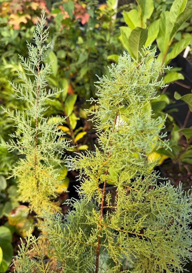 Tamarix ramosissima 'Rubra'