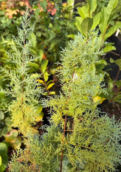 Tamarix ramosissima 'Rubra'