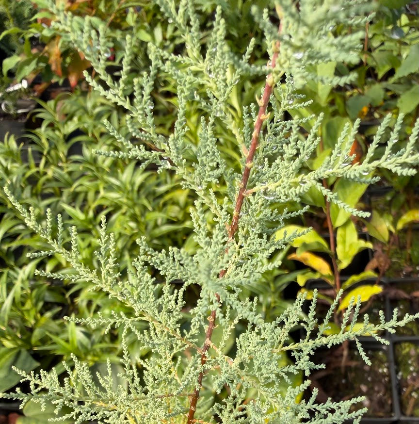 Tamarix ramosissima 'Rubra'