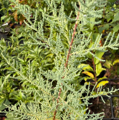Tamarix ramosissima 'Rubra'
