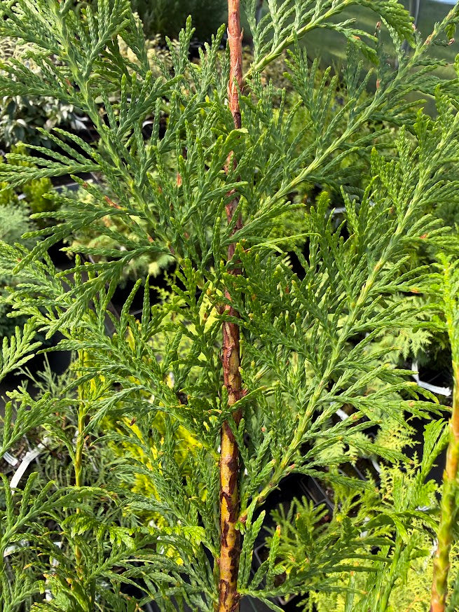 Thuja plicata 'Zebrina' Arborvitae
