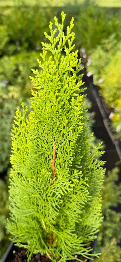 Thuja orientalis 'Morgan'