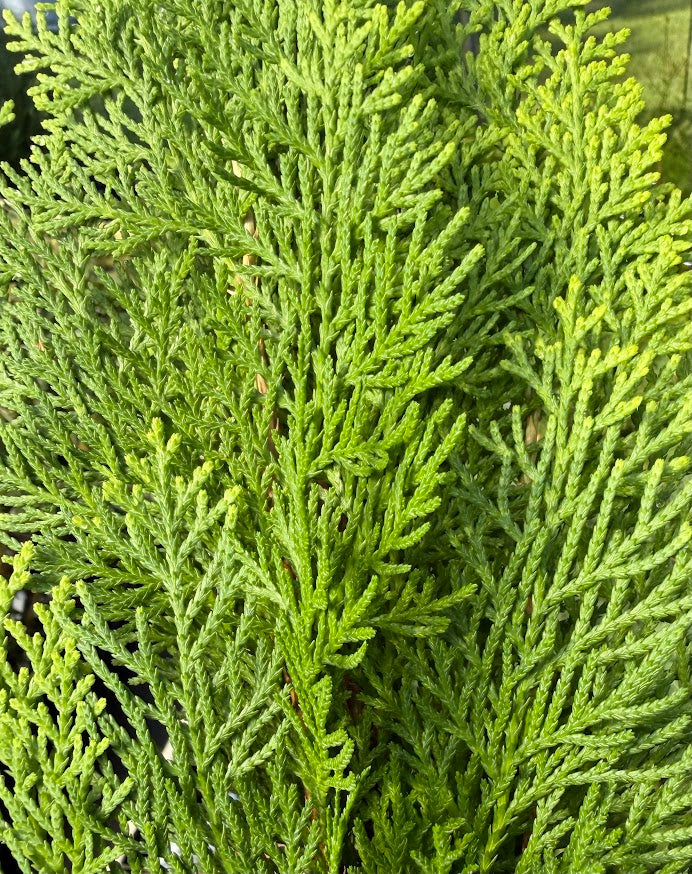Thuja orientalis 'Morgan'