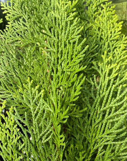 Thuja orientalis 'Morgan'