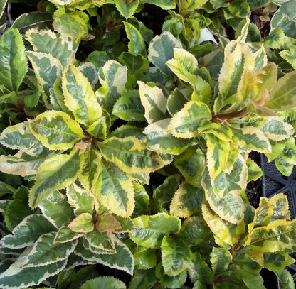Ardisia japonica 'Kimigayo'