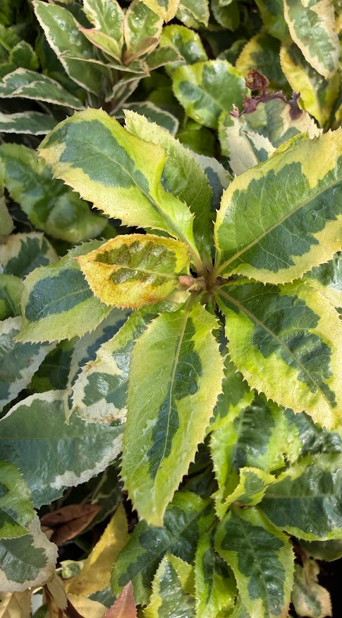 Ardisia japonica 'Kimigayo'