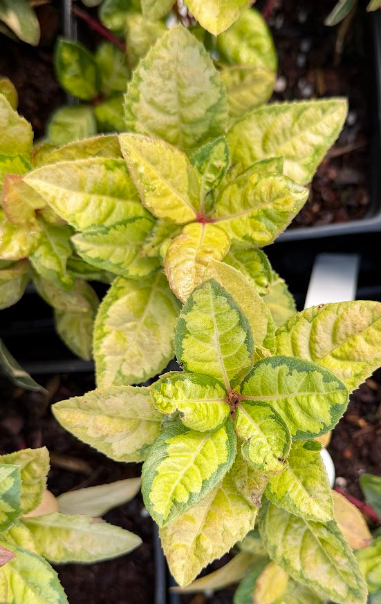 Ardisia japonica "Mino No Matsu'