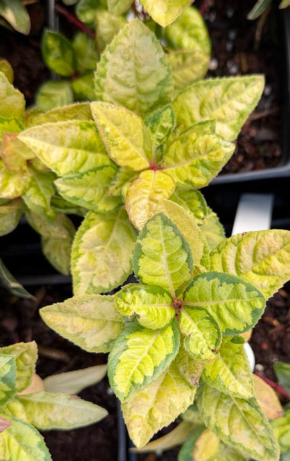 Ardisia japonica "Mino No Matsu'
