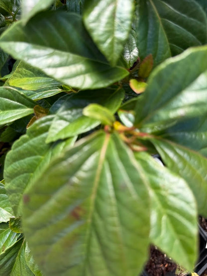 Viburnum japonicum