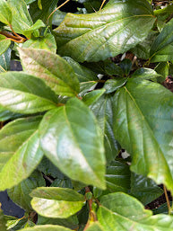 Viburnum japonicum