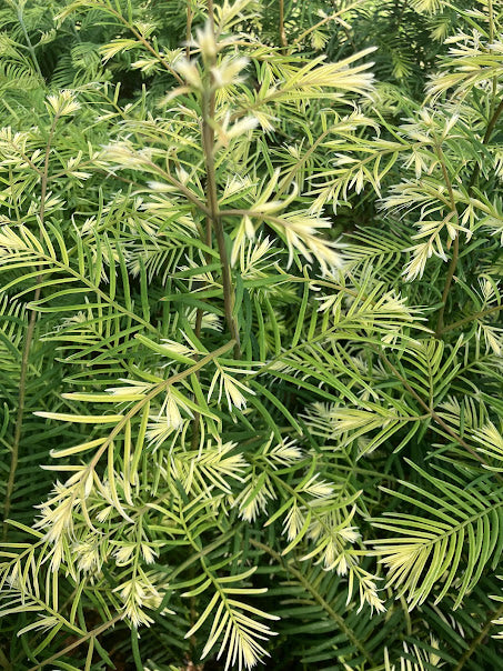 Metasequoia glyptostroboides 'Snow Flurry'