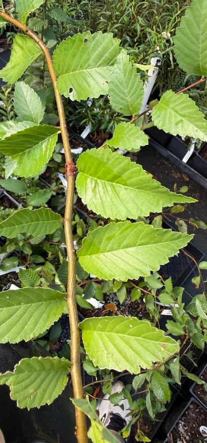 Ulmus minor 'Pendula'