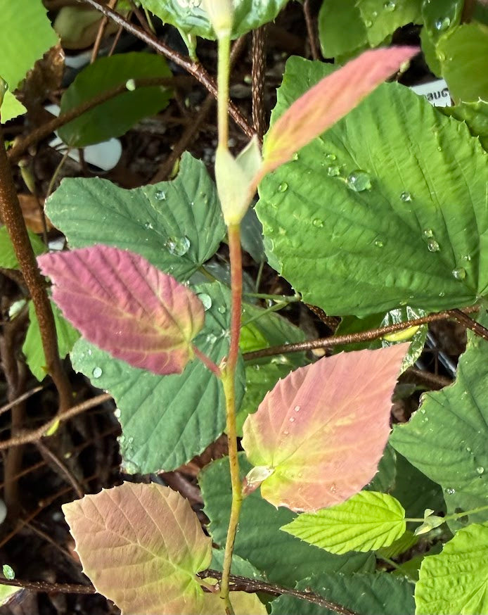 Corylopsis sinensis 'Spring Purple'