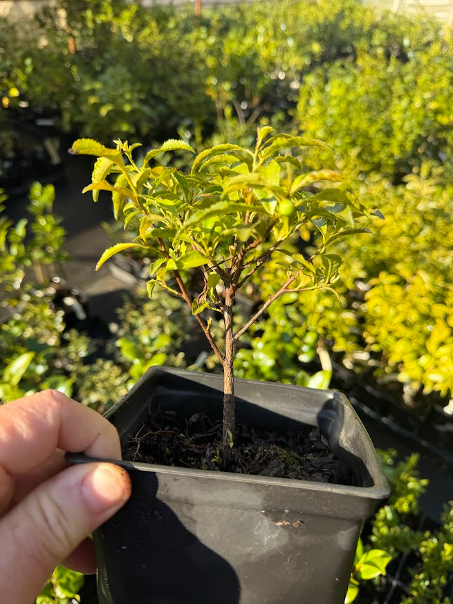 Camellia sinensis 'Tea Cup' EXCLUSIVE NEW GARDEN TREASURES  RELEASE!  RARE!!!