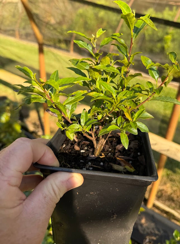 Camellia sinensis 'Tea Cup' EXCLUSIVE NEW GARDEN TREASURES RELEASE! RA ...
