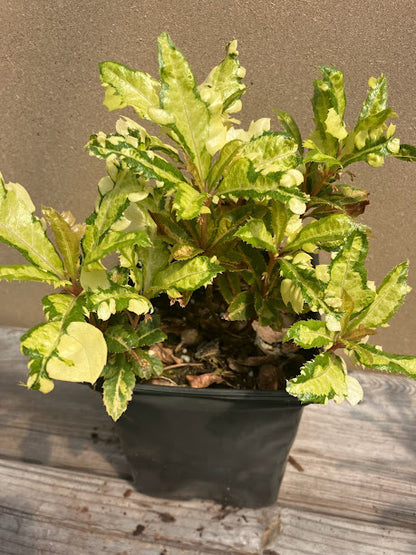 Ardisia japonica 'Amanogawa'