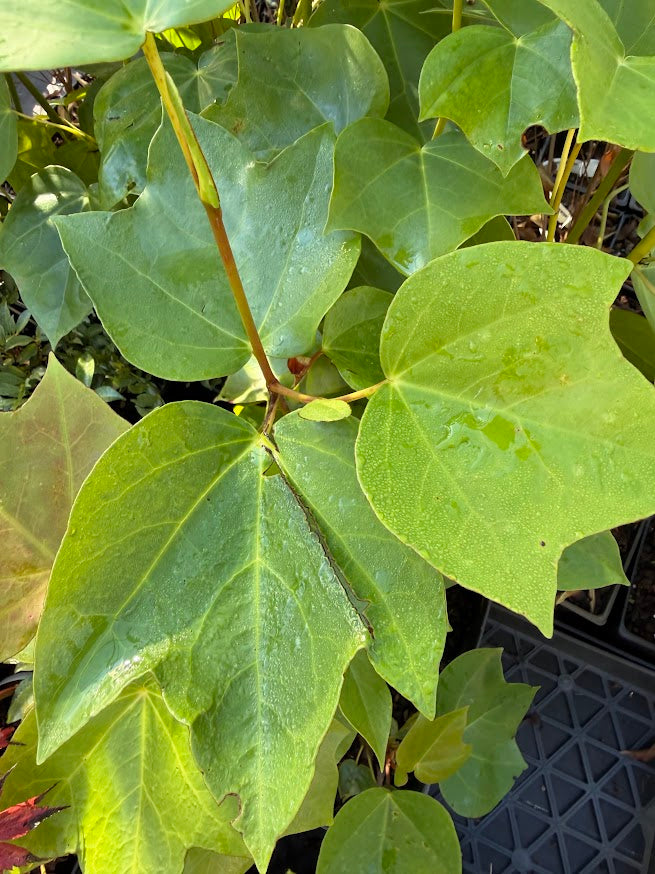 Exbucklandia tokinensis seedlings of 'Kunming Champion' EXCLUSIVE NEW RELEASE!  RARE!!!