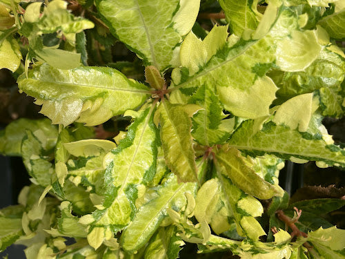 Ardisia japonica 'Amanogawa'