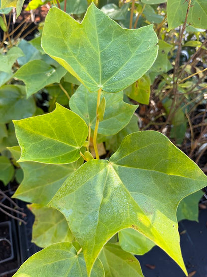 Exbucklandia tokinensis seedlings of 'Kunming Champion' EXCLUSIVE NEW RELEASE!  RARE!!!