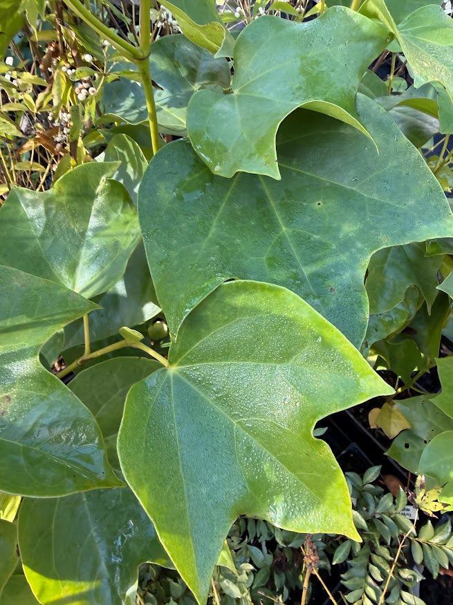 Exbucklandia tokinensis seedlings of 'Kunming Champion' EXCLUSIVE NEW RELEASE!  RARE!!!