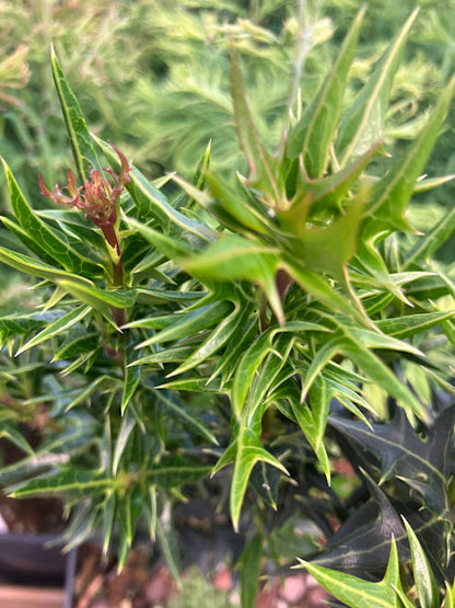 Osmanthus heterophyllus 'Spike' - GARDEN TREASURES INTRODUCTION - RARE