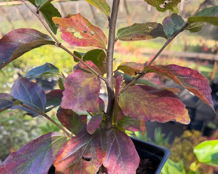 Parrotia persica 'Red October'