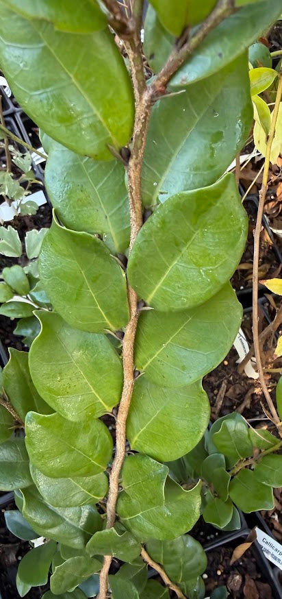 Distylium x Loropetalum EXTREMELY RARE!!!